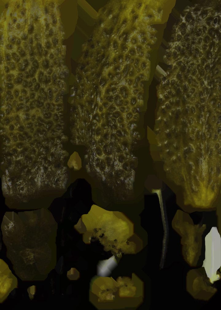 pickle 3D scan texture for club sandwich magazine by marlene mautner 2019