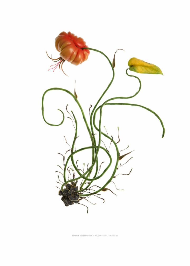 Solanum Lycopersicum from the Diploma Decolonized Mars by Marlene Mautner